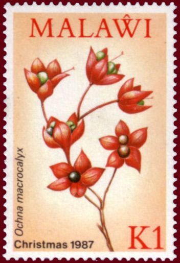 Ochna macrocalyx