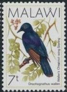 Waller's Starling (Onychognathus walleri)