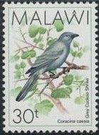 Grey Cuckooshrike (Coracina caesia)