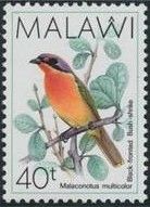 Black-fronted Bush-shrike (Chlorophoneus nigrifrons)