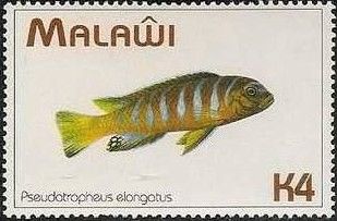 Elongate Mbuna (Pseudotropheus elongatus)