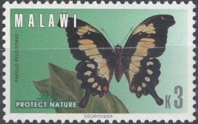 Eastern Black-and-Yellow Swallowtail (Papilio pelodorus)