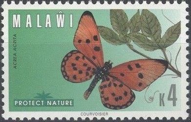 Fiery Acraea (Acraea acrita)