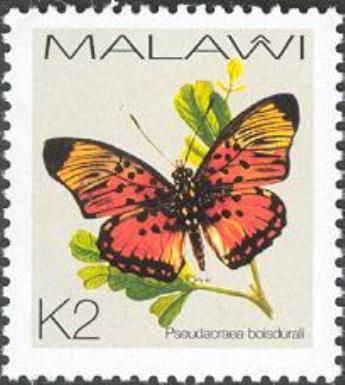 Boisduval's False Acraea (Pseudacraea boisduvali)
