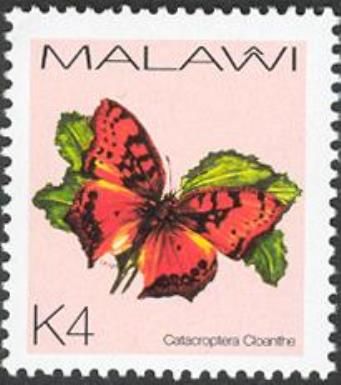 Pirate (Catacroptera cloanthe)