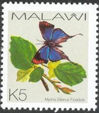 Common Figtree Blue (Myrina silenus)