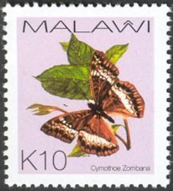 Butterfly (Cymothoe zombana)
