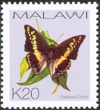 Giant Charaxes (Charaxes castor)