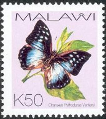 Powder-blue Charaxes (Charaxes pythodoris ssp. ventersi)