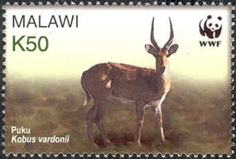 Puku (Kobus vardonii)