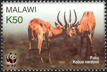 Puku (Kobus vardonii)