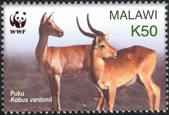 Puku (Kobus vardonii)