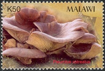 Pleurotus ostreatus