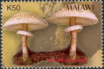Macrolepiota procera