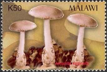 Amanita vaginata
