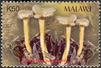 Cantharellus tubaeformis