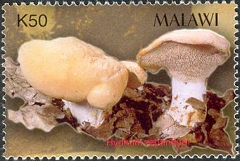 Hydnum repandum