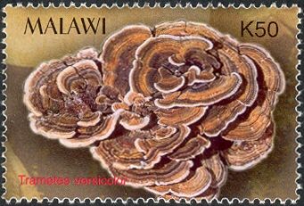 Trametes versicolor