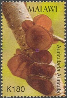 Auricularia Auricula