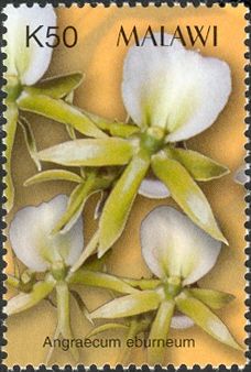 Orchids - Angraecum eburneum