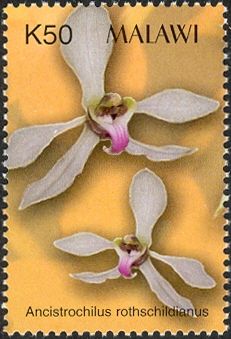 Orchids - Ancistrochilus rothschildianus