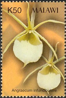 Orchids - Angraecum infundibulare