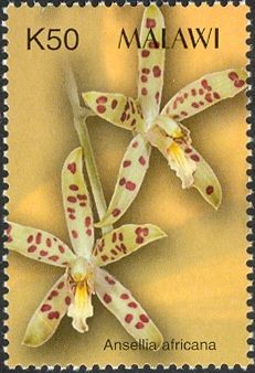 Orchids - Ansellia africana