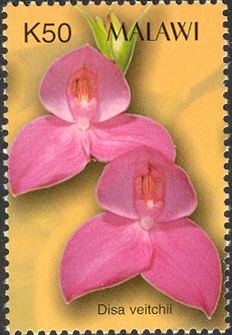 Orchids - Disa veitchii