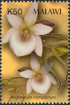 Orchids - Angraecum compactum