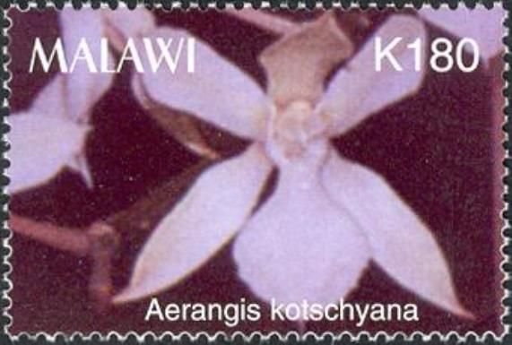 Aerangis kotschyana