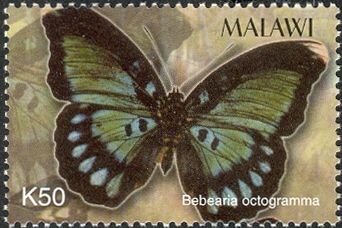 Green-spotted Forester (Bebearia octogramma)
