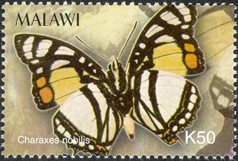 Noble White Charaxes (Charaxes nobilis)