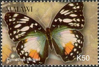 Becker's Creamy Yellow Glider (Cymothoe beckeri)