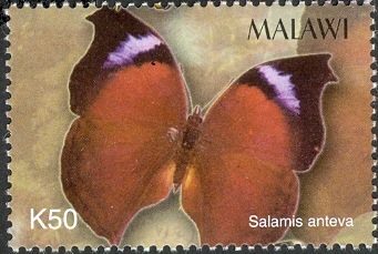 Salamis anteva