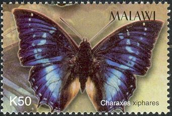 Forest King Charaxes (Charaxes xiphares)