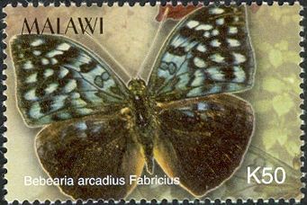 The Arcadian (Bebearia arcadius)
