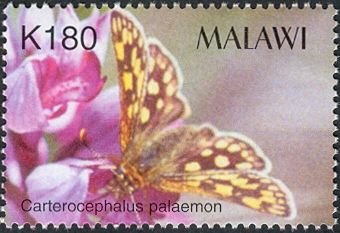 Checkered Skipper (Carterocephalus palaemon)