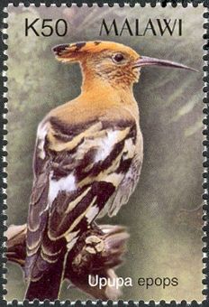 Eurasian Hoopoe (Upupa epops)