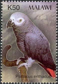 Gray Parrot (Psittacus erithacus)