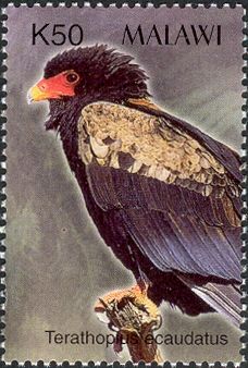 Bateleur Eagle (Terathopius ecaudatus)