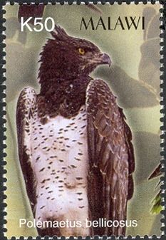 Martial Eagle (Polemaetus bellicosus)