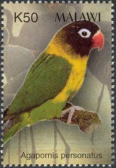 Masked Lovebird (Agapornis personata)