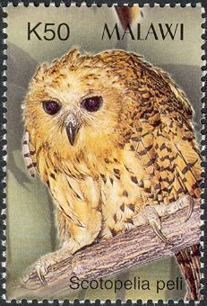Pel's Fishing Owl (Scotopelia peli)