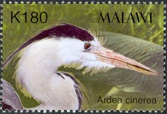 Grey Heron (Ardea cinerea)