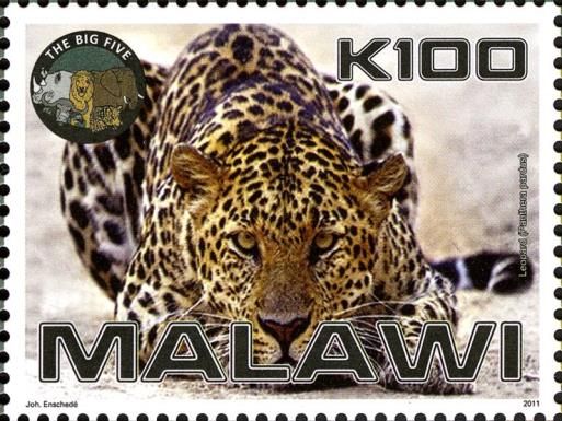 Leopard (Panthera pardus)