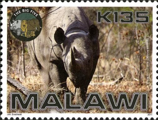 Black Rhinoceros (Diceros bicornis)