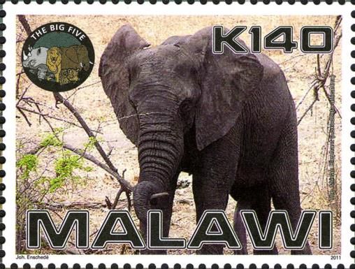 African Elephant (Loxodonta africana)