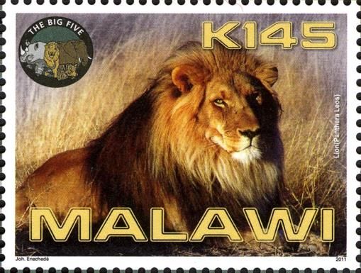 Lion (Panthera leo)
