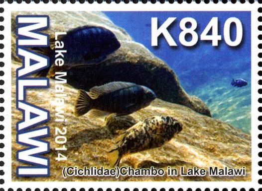 Lake Malawi Cichlids (Aulonocara sp.)