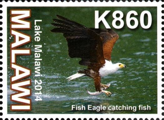 African Fish Eagle (Haliaeëtus vocifer)